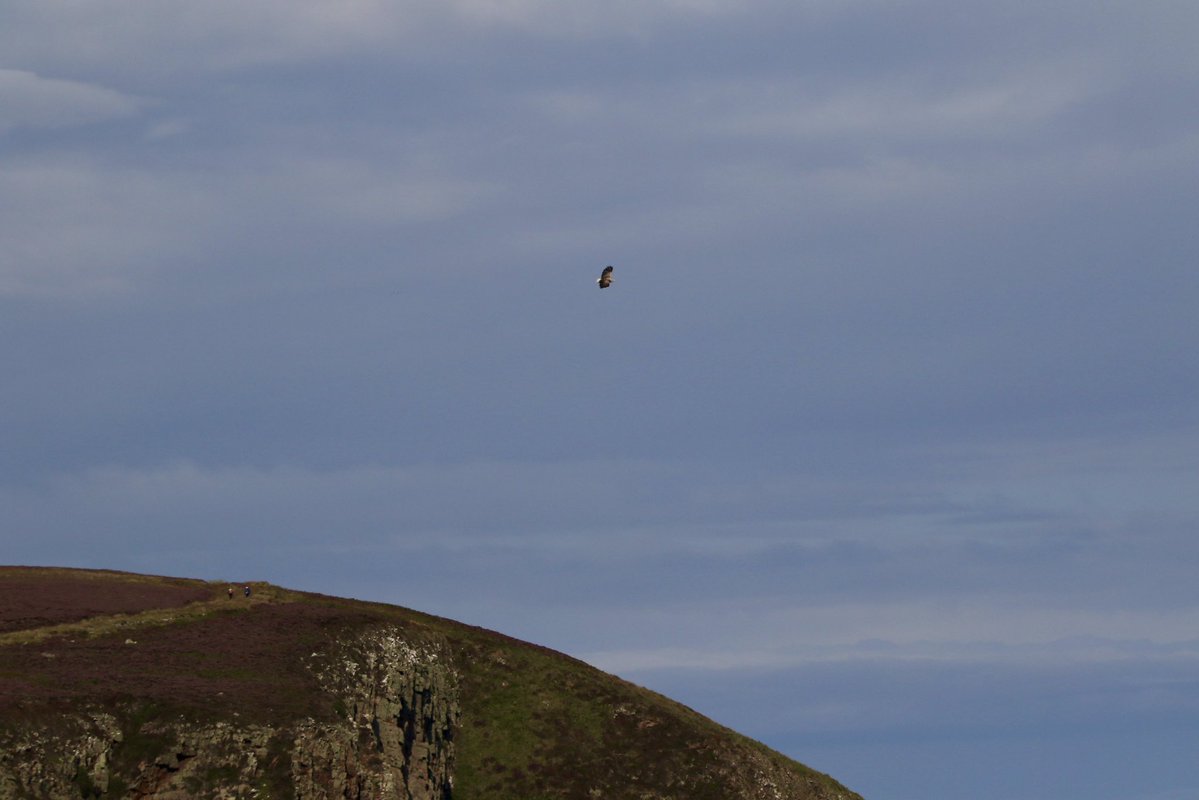 Soaring on thermals  above Caithness's rugged sea cliffs, this majestic adult White-tailed eagle treated me to amazing views. Just me and the King of the Skies alone for 20 minutes! Awesome - one of my top birding experiences for sure ☺️👍🏴󠁧󠁢󠁳󠁣󠁴󠁿
