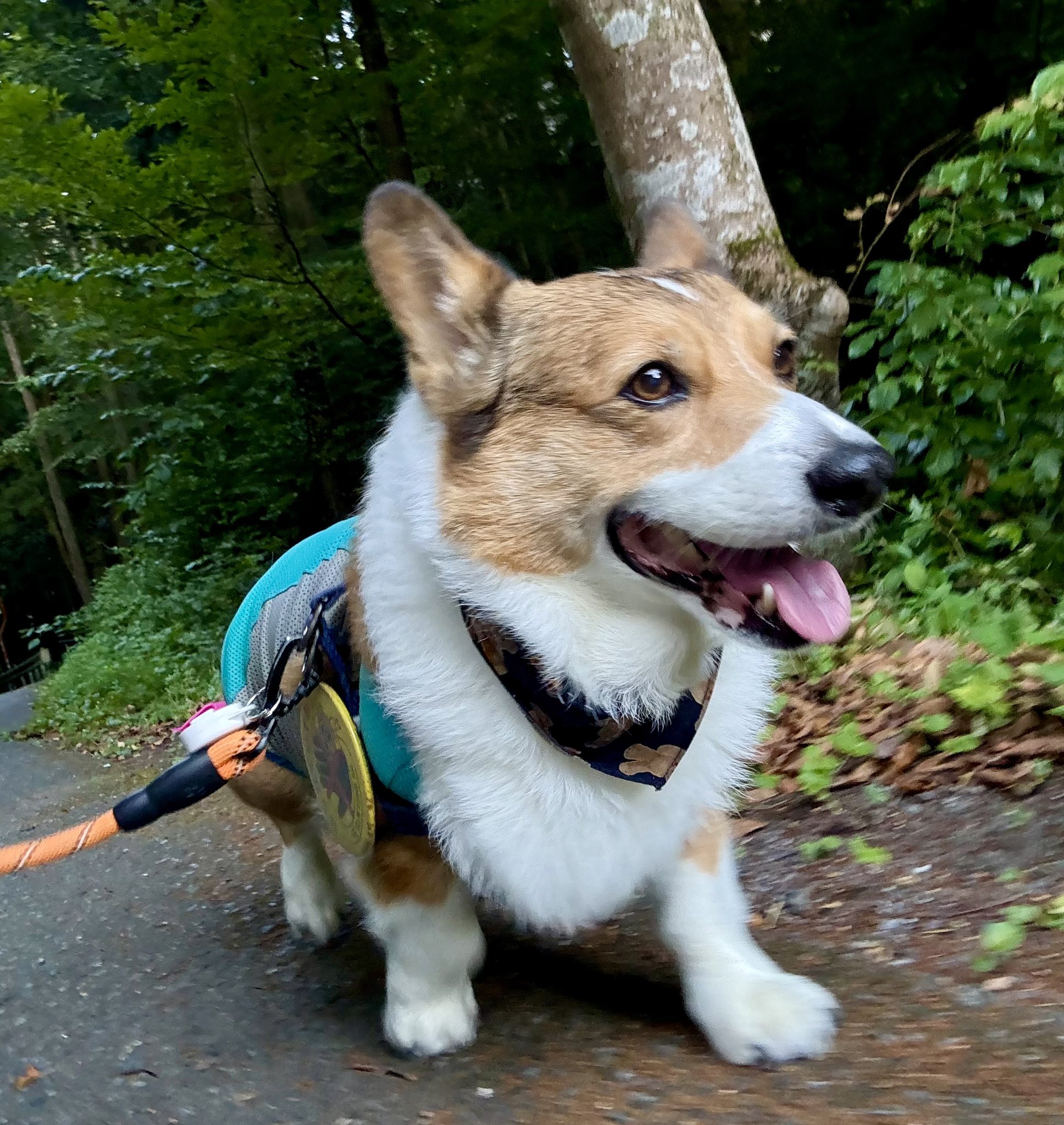 りつ corgi♡ (@0117kotarou) / X