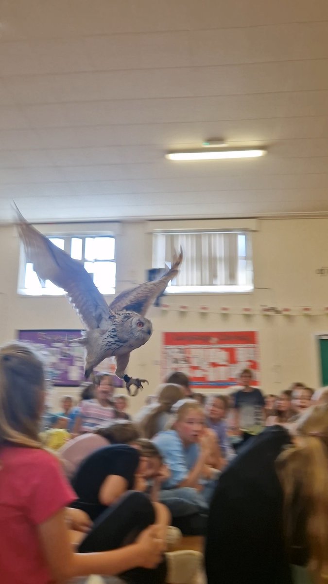 Day 7 of <a href="/foodandfunwales/">Food and Fun Wales</a> ended with a mesmerising Bird of Prey display from <a href="/ChesireFalconry/">Cheshire Falconry</a>!

It was a very unique experience for us all having Birds of Prey flying above our heads!

<a href="/IachHealthy/">Ysgolion Iach CSDd/DCC Healthy Schools</a> <a href="/WelshLGA/">WLGA</a> #FoodandFun25