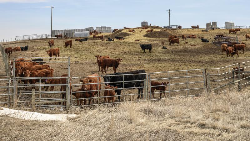 Australia opens to Canadian beef for first time since 2003 dlvr.it/TMCCWS