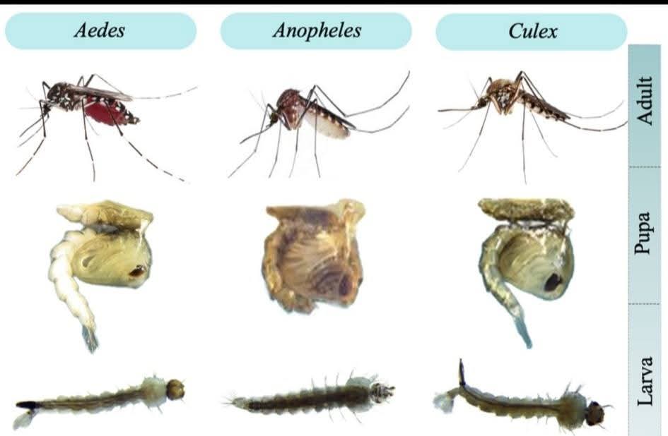 OSNMITALY's tweet photo. Da #OSNMscienza
La differenza principale tra la #zanzara portatrice di #malaria e quella portatrice della #FebbredelNilo occidentale riguarda:
1. Specie di zanzara
Malaria: è trasmessa da zanzare del genere #Anopheles.
Febbre del Nilo occidentale: è trasmessa da zanzare del genere #Culex, in particolare Culex pipiens in Europa.
2. Agente patogeno trasmesso
Malaria: causata da un protozoo del genere #Plasmodium
Febbre del Nilo: causata da un #virus, il West Nile virus, appartenente alla famiglia dei #Flaviviridae.
3. Modalità di trasmissione
Malaria: la zanzara Anopheles si infetta pungendo un essere umano con malaria e trasmette il parassita a un altro essere umano.
Febbre del Nilo: la zanzara Culex si infetta pungendo uccelli infetti, che sono i veri serbatoi del virus. L'essere umano è un ospite accidentale (non trasmette il virus ad altre zanzare).
4. Distribuzione geografica
Malaria: è presente soprattutto in zone tropicali e subtropicali (Africa, Asia, America Latina), ma in passato era endemica anche in Europa.
Febbre del Nilo: è presente in Africa, Europa, Medio Oriente, Asia occidentale e Americhe. In Italia ci sono casi stagionali ogni estate, soprattutto nel Nord.
5. Orari di attività
Anopheles (malaria): attiva soprattutto di notte (dopo il tramonto).
Culex (Nilo occidentale): attiva dal crepuscolo all'alba, quindi anche di notte.
6. Sintomi delle malattie
Malaria: #febbre ciclica, #brividi, #sudorazione, #anemia, complicazioni gravi nei casi di P. falciparum.
Febbre del Nilo: spesso asintomatica, ma può causare #febbre, #dolori muscolari, e nei casi gravi #encefalite o #meningite.