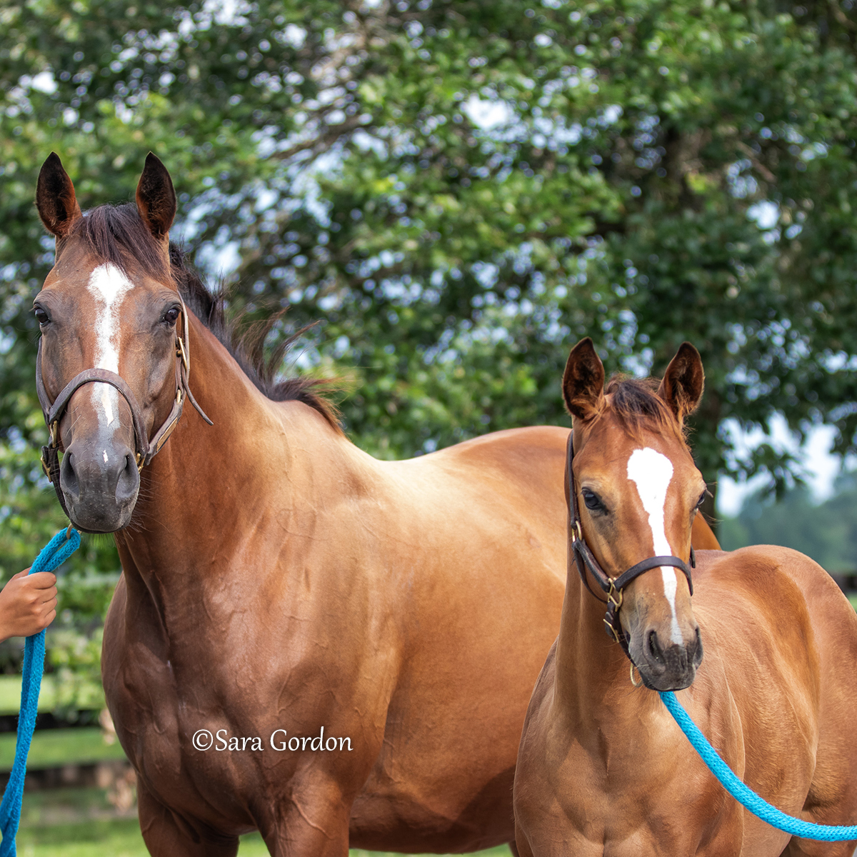Coming off a breakout year in 2023, undefeated Triple Crown winner JUSTIFY - standing at <a href="/coolmoreamerica/">Coolmore America</a>'s Ashford Stud - was rewarded with his best book of mares in 2024. 

Many of the 70 Group 1 winners or producers that visited Justify that year were among <a href="/coolmorestud/">Coolmore</a>'s