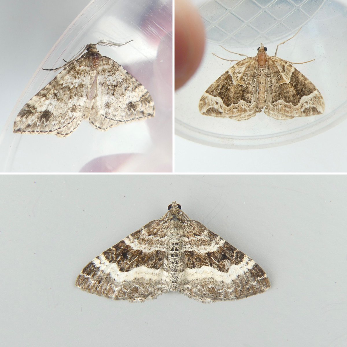 28/7/25 VC96 50 different species including 9 that were new for the garden. 

Highlights: 
Phoenix
Iron Prominent
Six-striped Rustic
Twin-spot Carpet 

#TeamMoth