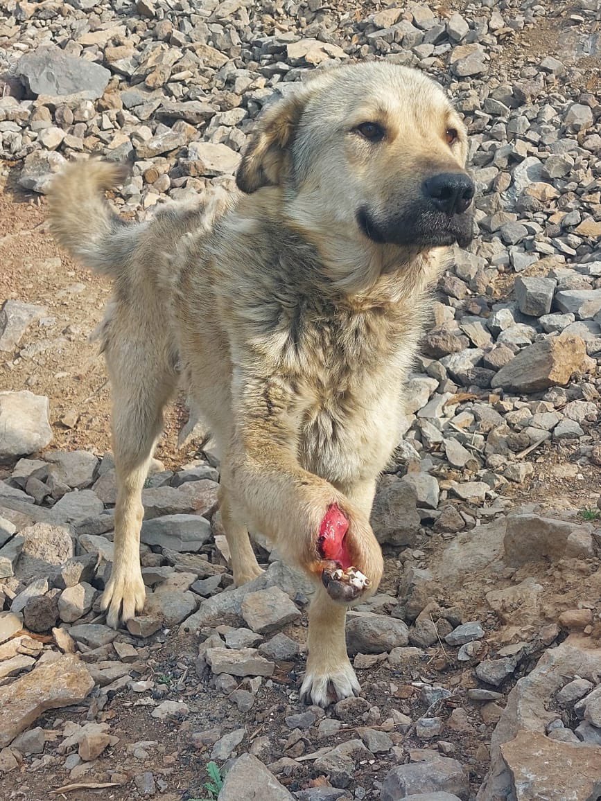 Landmines are not just remnants of the past — they are an ongoing danger to both humans and animals. 

In the mountains of Kalbajar, this time a dog has become a victim of anti-personnel landmine planted by Armenia during the period of occupation.

Thankfully, quick intervention