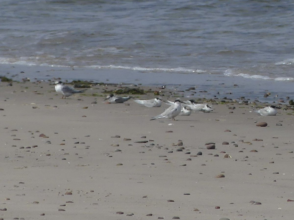 It was great to watch this group of Little Tern. There were at least 18. The adults were catching fish and taking them to the juveniles on the beach. 

#BirdsSeenIn2025 #BirdingScotland #UKBirding #Birds