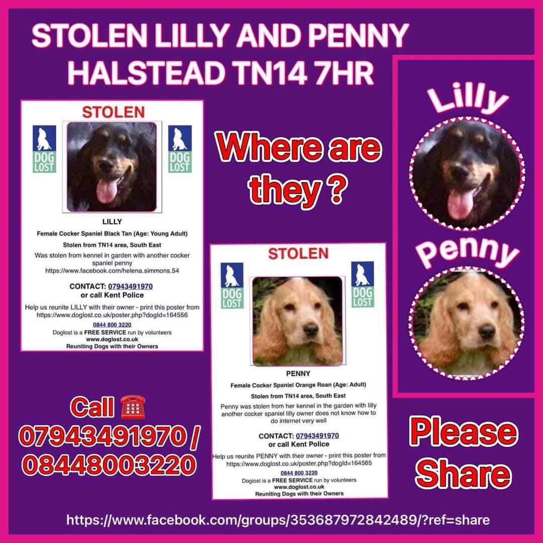 #SpanielHour 

BOTH STILL MISSING
Heartbreaking 💔 we are they? 
LILLY &amp; PENNY 2 #Cockerspaniels WERE STOLEN DURING THE NIGHT 9/12/20 
Their owners not on SM so really needs our help by sharing &amp; looking 🐾
#Halstead #Sevenoaks #KENT #TN14 

<a href="/JacquiSaid/">Dogs of Tooting 1</a> <a href="/rosiedoc666/">Rosie Doc</a> <a href="/qu1ncey/">Liz Quinn</a>