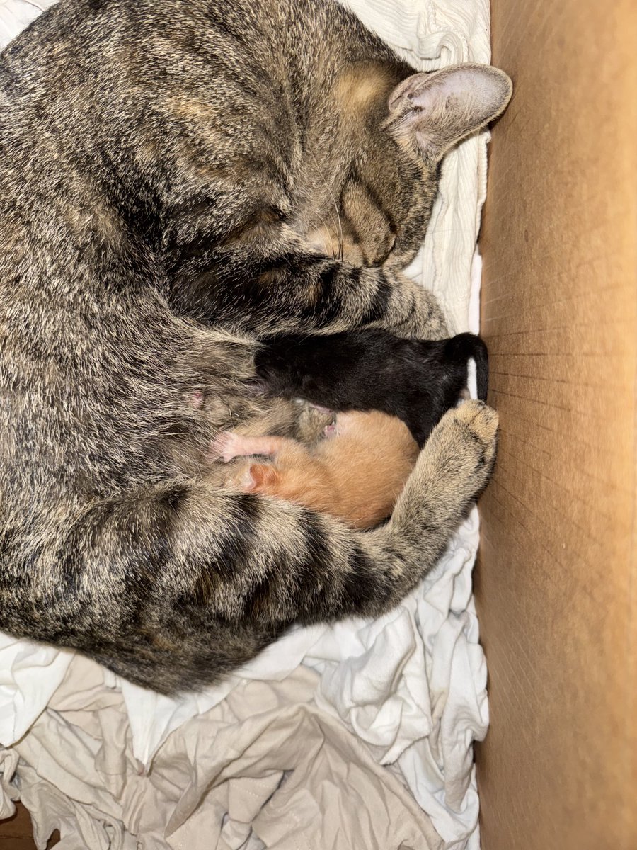 Shop cat had babies🥰