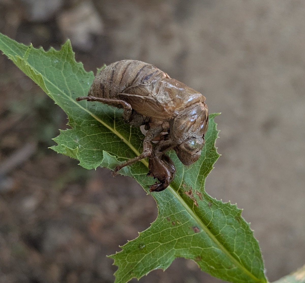 Pretty sure this is a husk from the Brood XIV 17-year cicada, I've noticed that they start buzzing earlier in the day than the 13-year. The tone is deeper and louder, also.