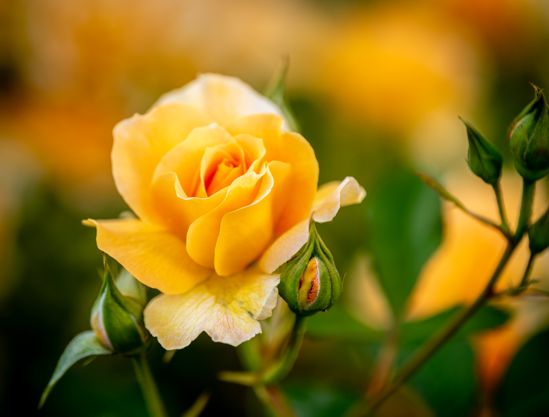 Carol Dweck illuminated the undermining notion that intelligence is a fixed quantity. Perhaps in an analogous way, there's a similar underming notion related to trust being a fixed amount, as well.

On Building More Durable Relationships 

unfoldingleadership.com/blog/?p=57125