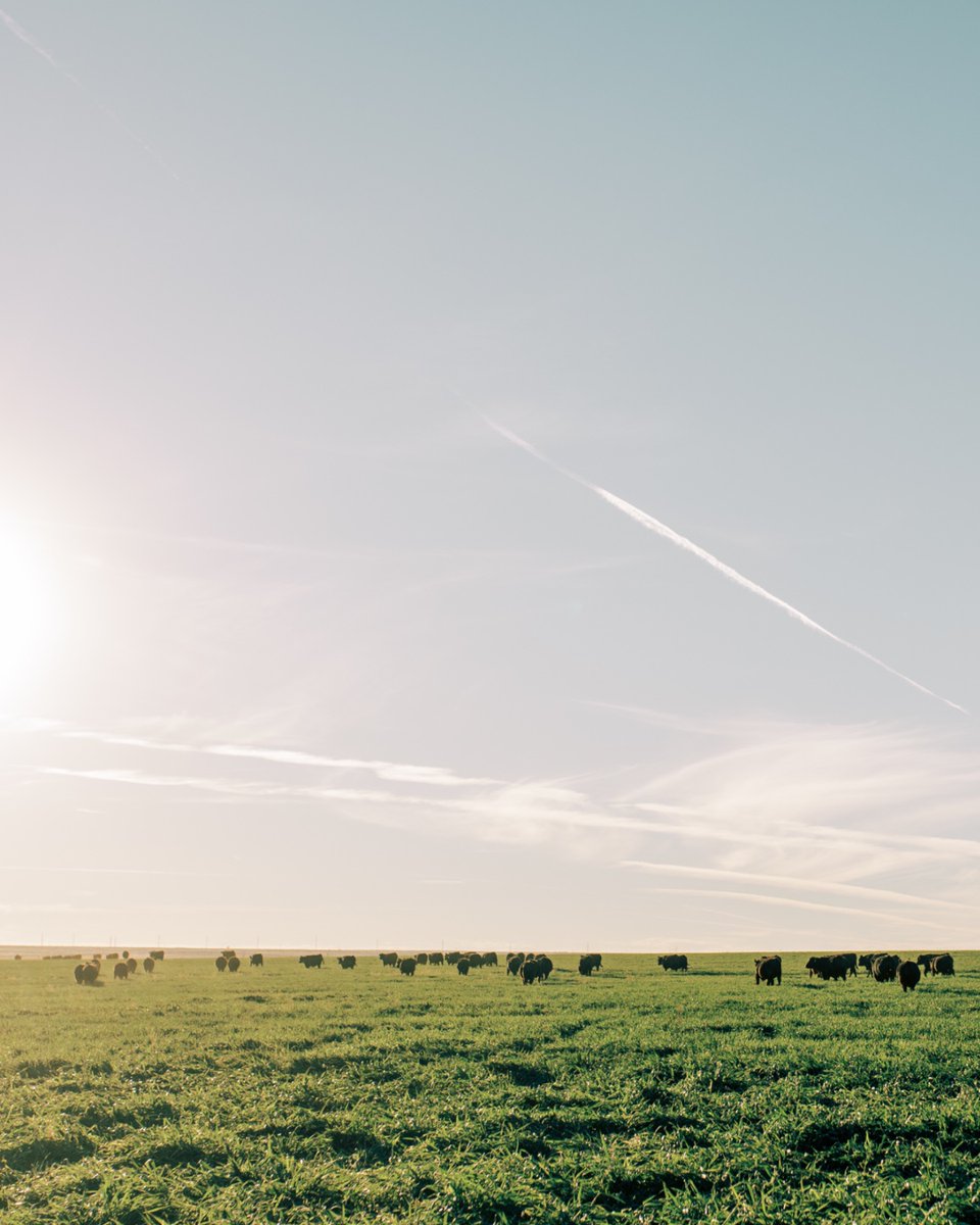 NewMexicoBeef's tweet image. 🌾 Meet Foote Family Meats! Founded in 2020, Garrett &amp;amp; Megan Foote are passionate about bringing high-quality beef straight from their ranch to your table.    👉 Check them out at: footefamilymeats.com #FooteFamilyMeats #FarmToTable #QualityBeef