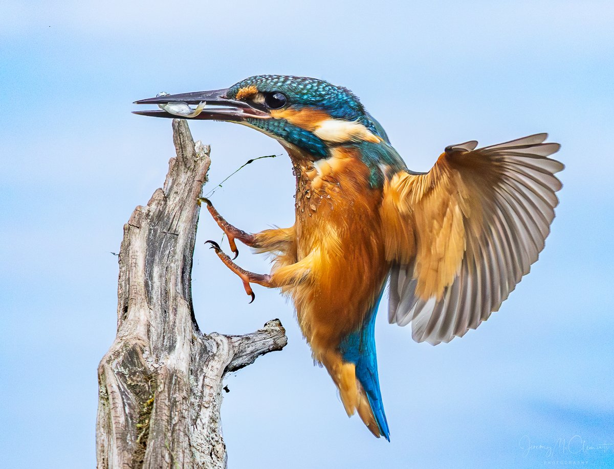 Young Kingfisher from Blashford lakes. <a href="/HOSbirding/">Hampshire Ornithological Society</a> <a href="/BirdGuides/">BirdGuides</a> <a href="/thetimes/">The Times and The Sunday Times</a> @hiwwt