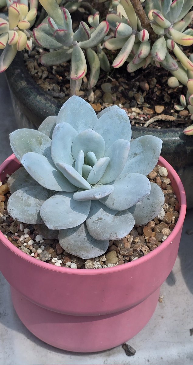 Poniéndose bella🪴💚

Bonito día a todos😊✌️