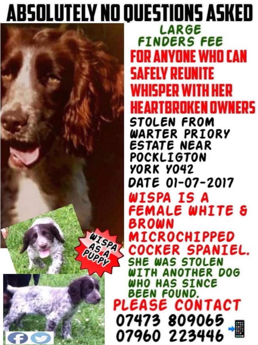 #SpanielHour 

WISPA #STOLEN 1/7/17 from #York #EastYorkshire 
TAKEN FROM HER HOME ALONG WITH HER FRIEND (Emmy) WHO WAS FOUND STRAYING IN #WestYorkshire 
“Taken from kennels in garden /prized open wire mesh and dragged the dogs out” 
doglost.co.uk/dog/117007

<a href="/qu1ncey/">Liz Quinn</a> <a href="/RachaelB100/">Rachael</a>