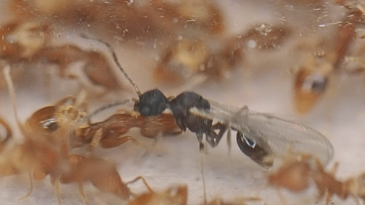 蟻のエンサイクロペディア【アリ飼育】 (@ariuncyclopedia