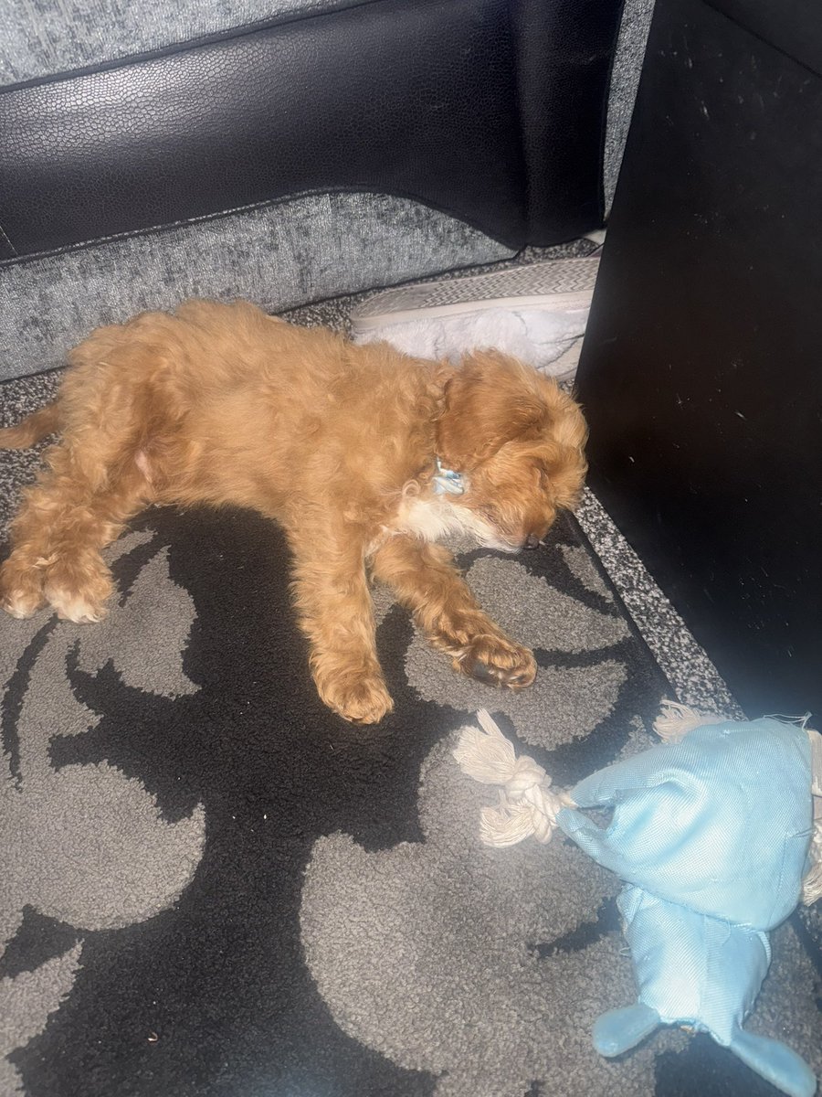 Freddie enjoying watching the game with me and my dad 🤣🤣