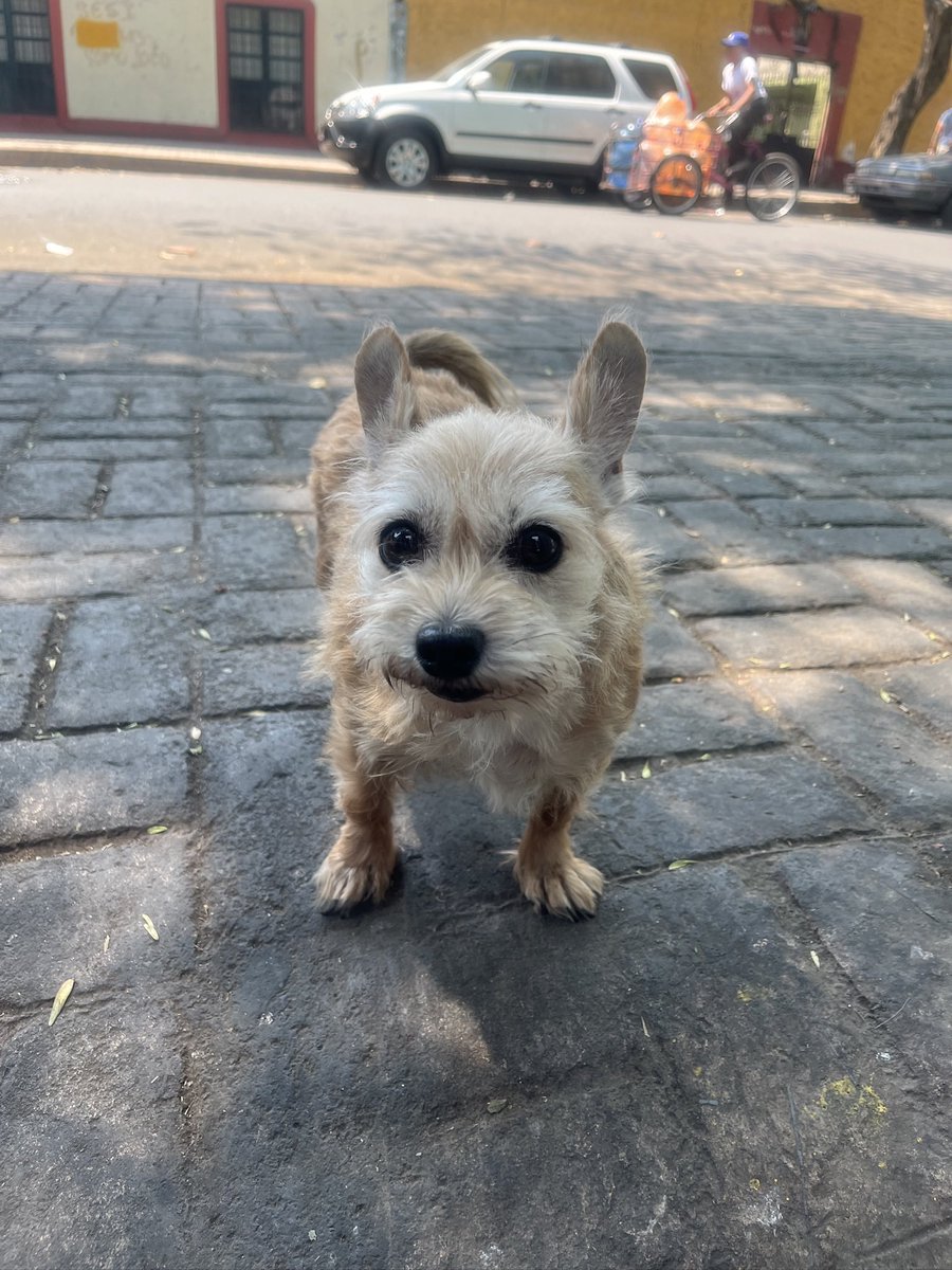 CCruz312's tweet photo. @DrDendritico Si tuviera una moneda por cada vez que me pusieron a vacunar perros, tendría 2 monedas, lo cual no es mucho pero si raro contando que fue cuando fui estudiante y MIP (rotando en familiar) https://t.co/pAVOtWwFKD