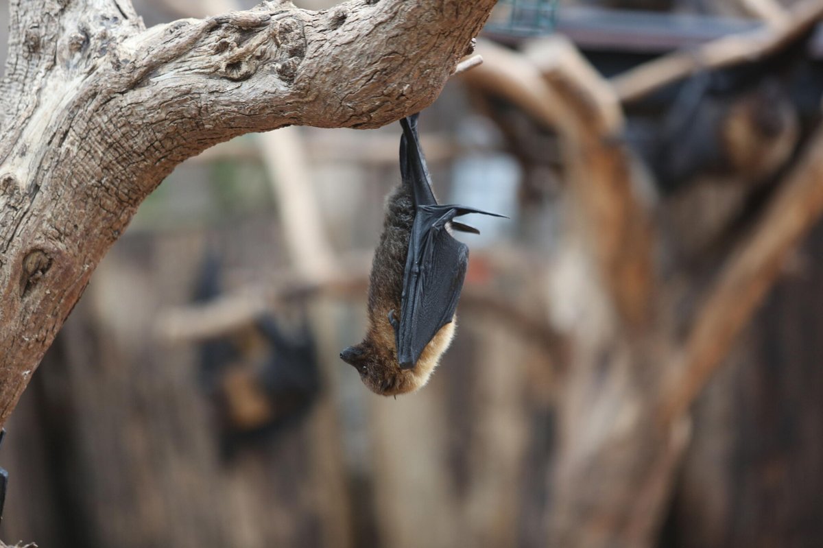 200 chauves-souris du zoo de Montpellier euthanasiées « faute de solution alternative », un élu porte plainte

➡️ l.leparisien.fr/2Eav