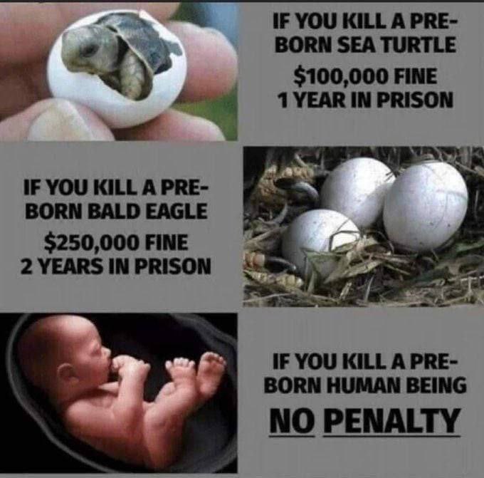 We must wake up and realize that unborn children are as valuable as a pre born sea turtle and an pre born eagle.  Pro Life.👶