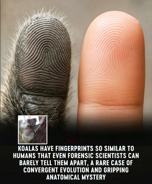 Robert Sepehr (@robertsepehr) on Twitter photo <a href="/TW_Truth/">Trigger Warning! Facts</a> Koala fingerprints are strikingly similar to humans, almost identical. Convergent evolution is where unrelated species develop similar traits to adapt to similar environmental pressures, despite lacking a recent common ancestor.
The People of Other Worlds
youtube.com/watch?v=8qqR5d… <a href="/TW_Truth/">Trigger Warning! Facts</a> Koala fingerprints are strikingly similar to humans, almost identical. Convergent evolution is where unrelated species develop similar traits to adapt to similar environmental pressures, despite lacking a recent common ancestor.
The People of Other Worlds
youtube.com/watch?v=8qqR5d…