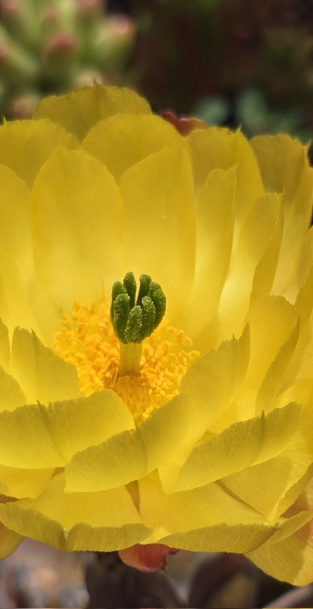 Parece una lámpara💚🌵💕🌼