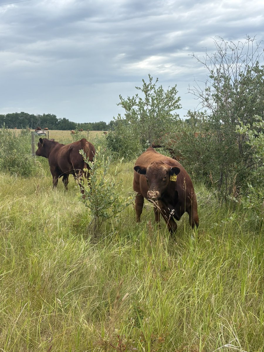 The bull calves are sure starting to look like bull calves