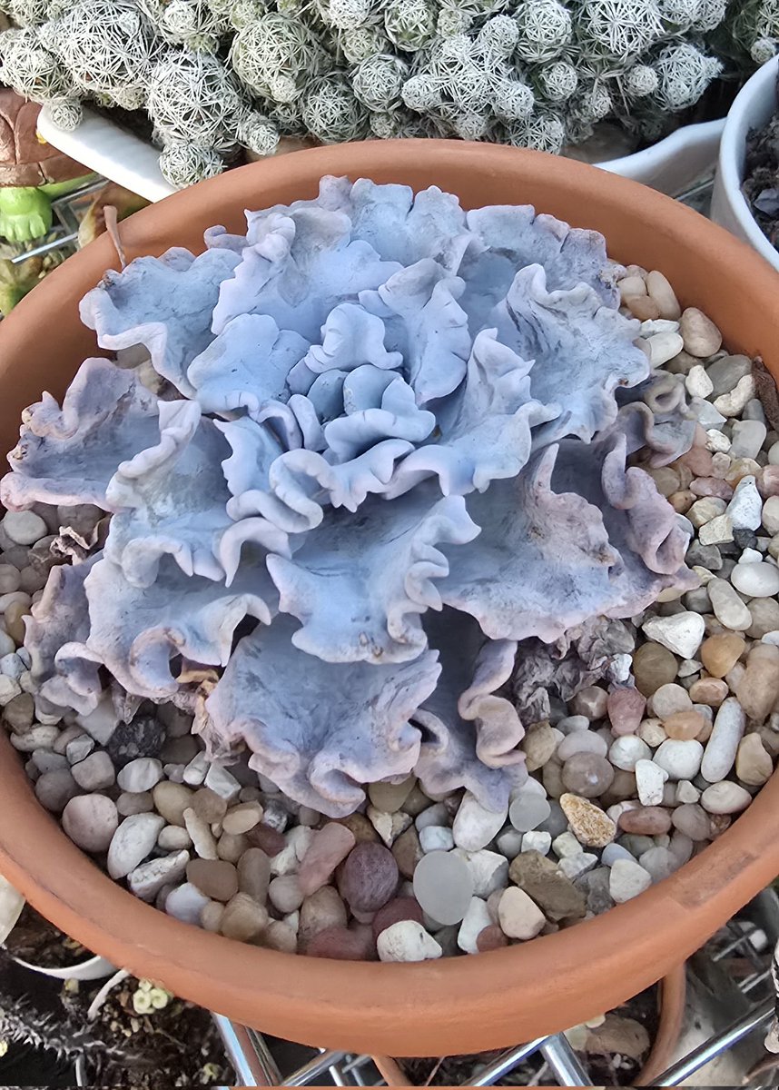 Sombra y sol
Cómo luce mejor?