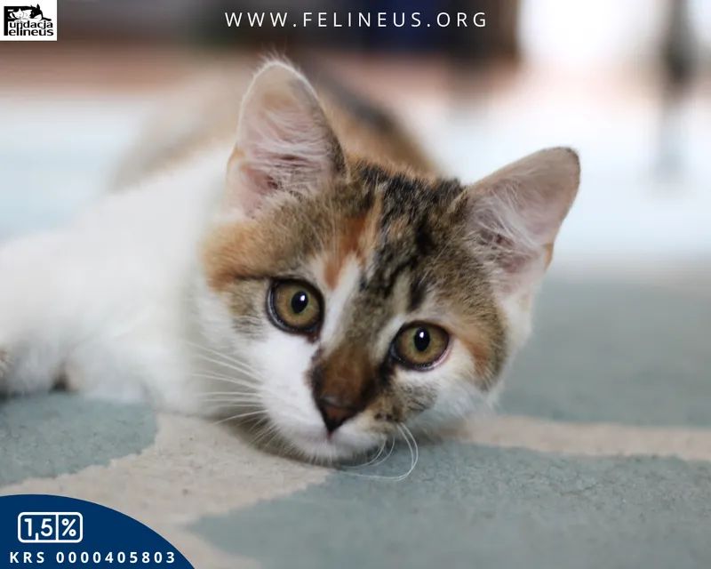 Emet ❤️
Jest taka kotka, która bardziej ceni własne towarzystwo niż tłumy i zamiast miziaków woli drzemkę na kocu ☀️ Lubi obserwować świat, czasem pogonić z siostrą i zawsze znajdzie cichy kąt. Spokojna, mądra i dystyngowana – zupełnie wyjątkowa 🐾

gdzieadoptowac.pl/zwierzeta/emet