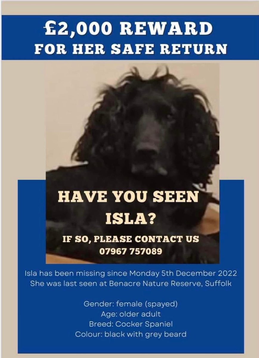 #SpanielHour 
ISLA went missing just before Xmas 22

HAVE U  FOUND ISLA? IF SO PLS GET HER CHIP SCANNED SO SHE CAN GO HOME TY 
5/12/22 IN #Benacre NATURE RESERVE,  #SUFFOLK #NR34
Female older adult #cockerspaniel black /grey beard 
CHIPPED &amp; SPAYED 
doglost.co.uk/dog-blog.php?d…