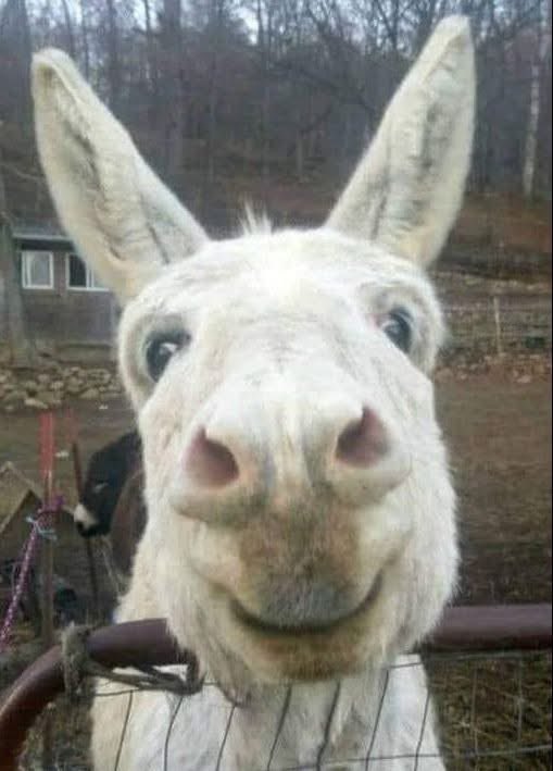 Don’t be an Ass::

A Pastor entered his donkey in a race and it won.

The Pastor was so pleased with the donkey that he entered it in the race again and it won again.

The local paper read: PASTOR'S ASS OUT FRONT.

The Bishop was so upset with this kind of publicity that he