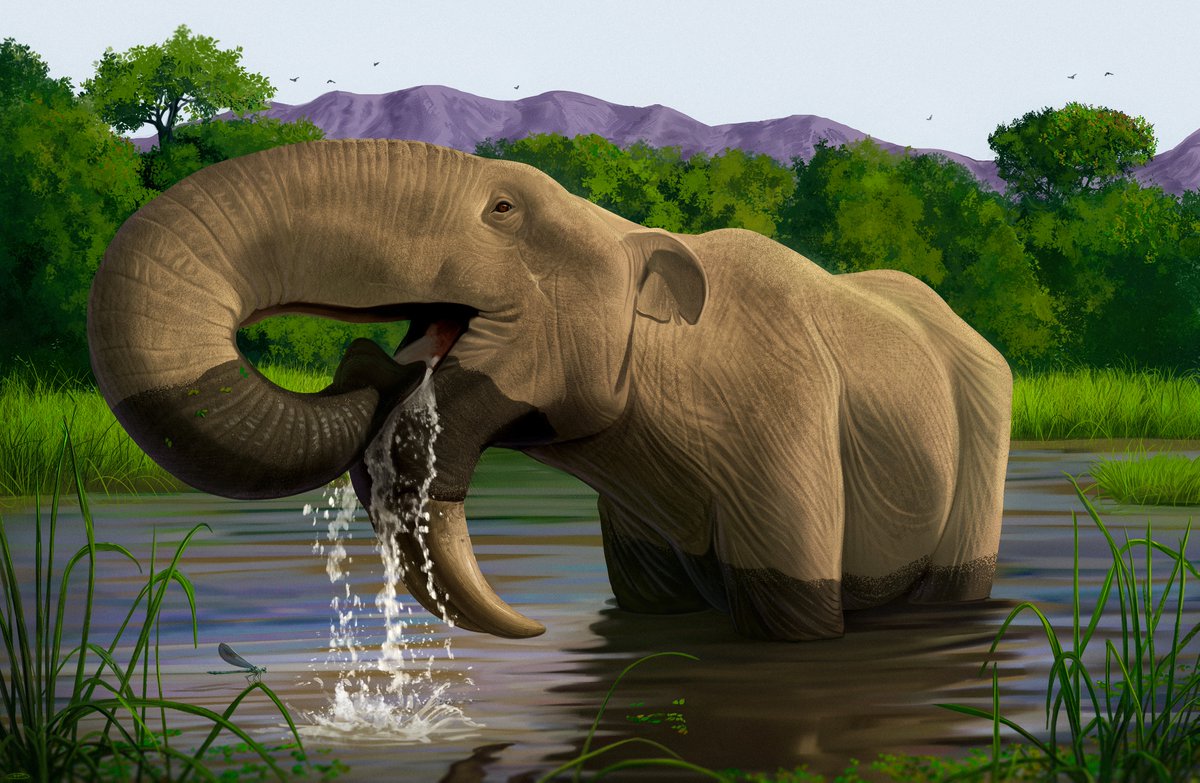 Noticed some issues in my #deinotherium illustration so I decided to fix it.
#illustration #paleoart #paleontology #prehistoric #mammal #Africa #wildlife #wildlifeart #not #a #dinosaur