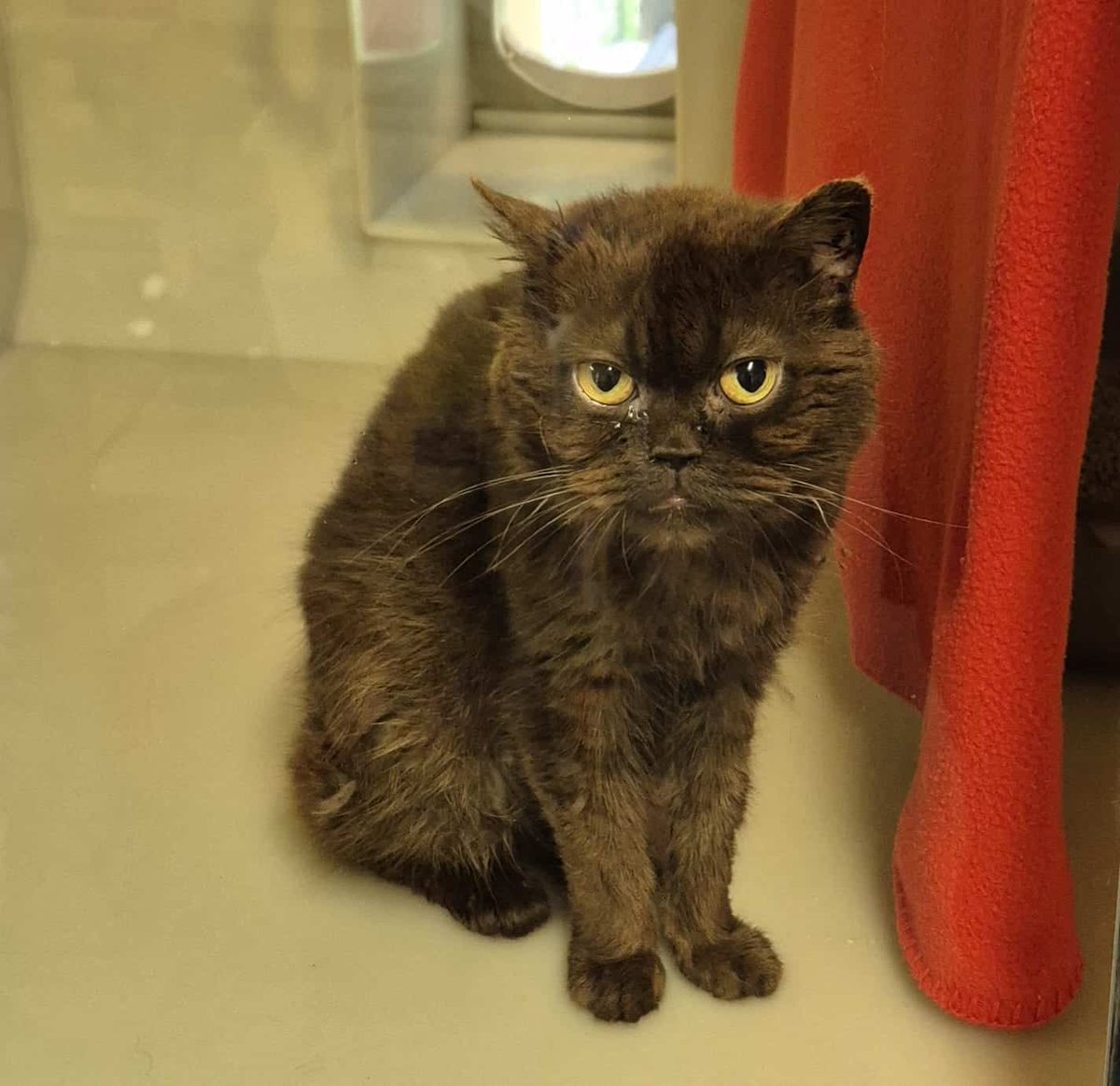 Grumpy gal with a heart of gold 💙

Meet Lilith, a regal older lady who just wants love, chicken, and respect. No kitten chaos here, just classy cat vibes. Perfect for a cat devotee ready to serve their queen 👑

😻: ispca.ie/adoptions/lill…