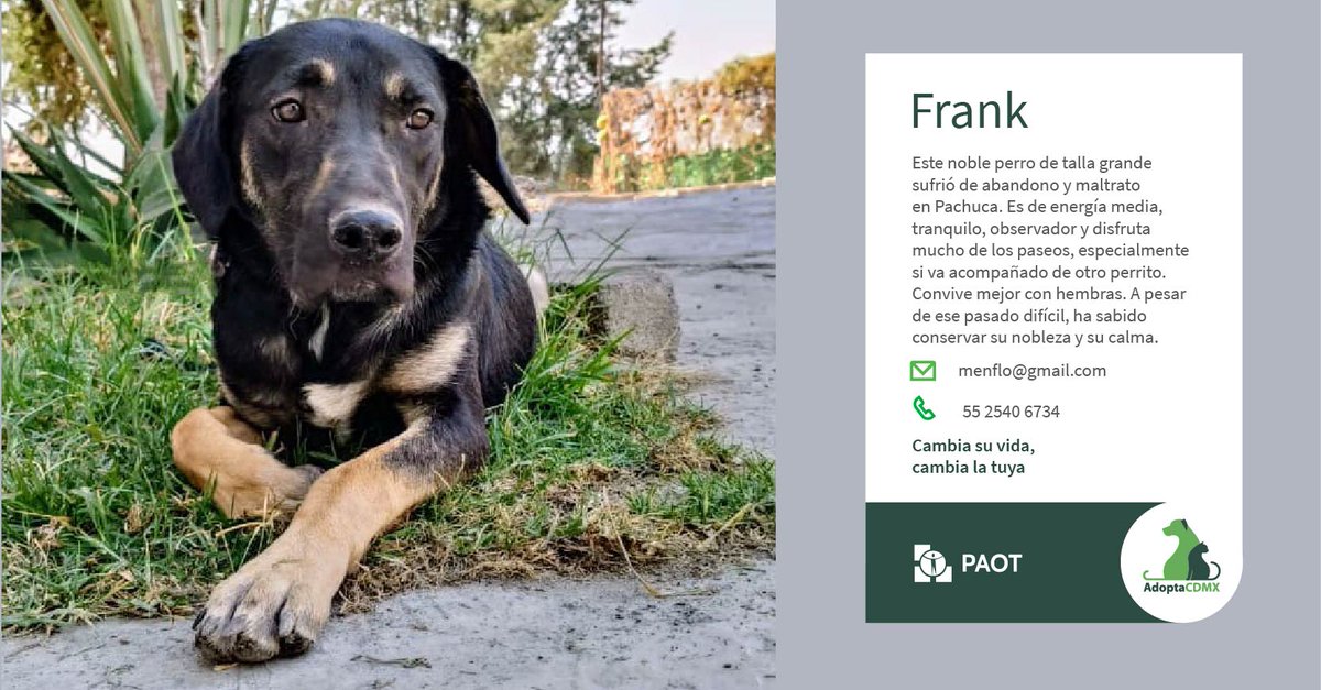 AdoptaCDMX (@adoptacdmx) on Twitter photo Me llamo Frank, soy un perrito de talla grande, simpático, ocurrente y amoroso. Disfruto mucho salir de paseo. 🐶💞
Tengo un corazón noble y muchas ganas de encontrar un hogar donde me puedan amar de manera incondicional.
Datos para adopción👇
📧menflo@gmail.com
📞5525406734 Me llamo Frank, soy un perrito de talla grande, simpático, ocurrente y amoroso. Disfruto mucho salir de paseo. 🐶💞
Tengo un corazón noble y muchas ganas de encontrar un hogar donde me puedan amar de manera incondicional.
Datos para adopción👇
📧menflo@gmail.com
📞5525406734