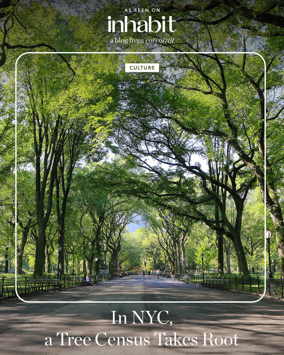 corcorangroup's tweet image. The #NYCParks department is in the midst of its fourth #Trees Count campaign, a citywide #census undertaken every 10 years since 1995 to learn and spread awareness about what’s planted across the parks and streets of #Gotham. 🌳 Read the full article: inhabit.corcoran.com/in-nyc-a-tree-… 👈