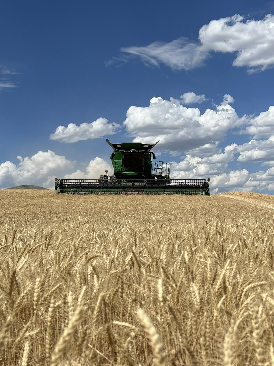 ColterWelch's tweet photo. Wheat harvest has started early this year. https://t.co/LXalq26Vu0