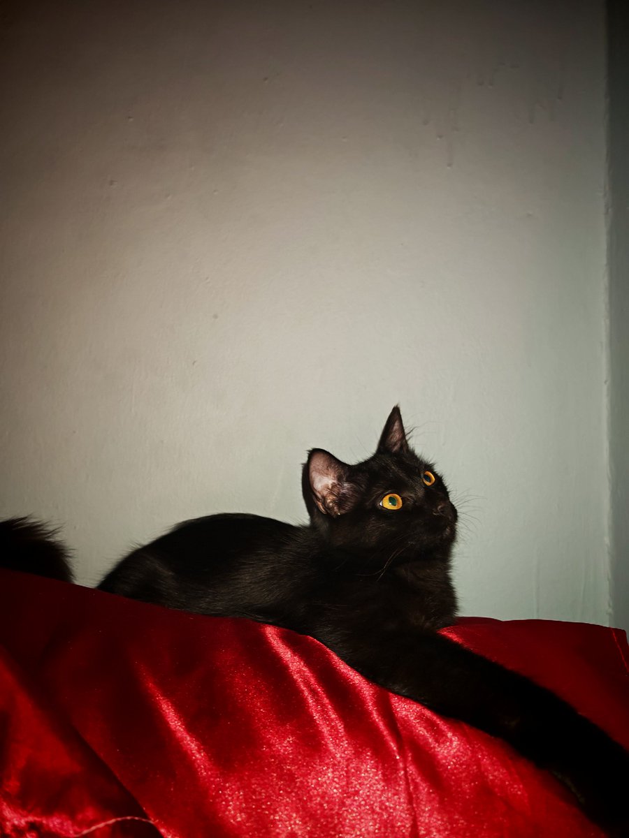 thelostsam's tweet photo. Also it's been what a year? Since I've been active here, i even got a black cat now lol https://t.co/7UQa5WHEto