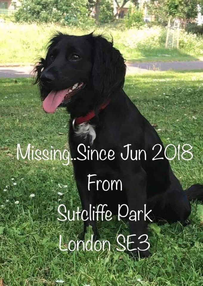 #SpanielHour 
STILL NO LEADS....DO YOU KNOW WHERE BONNIE IS?
There have never been any sightings of Bonnie so we probably think she was found and kept.CHIPPED Did YOU find a dog like her 7 years ago..DID a neighbour or friend come home with a new dog at that time. 🆘