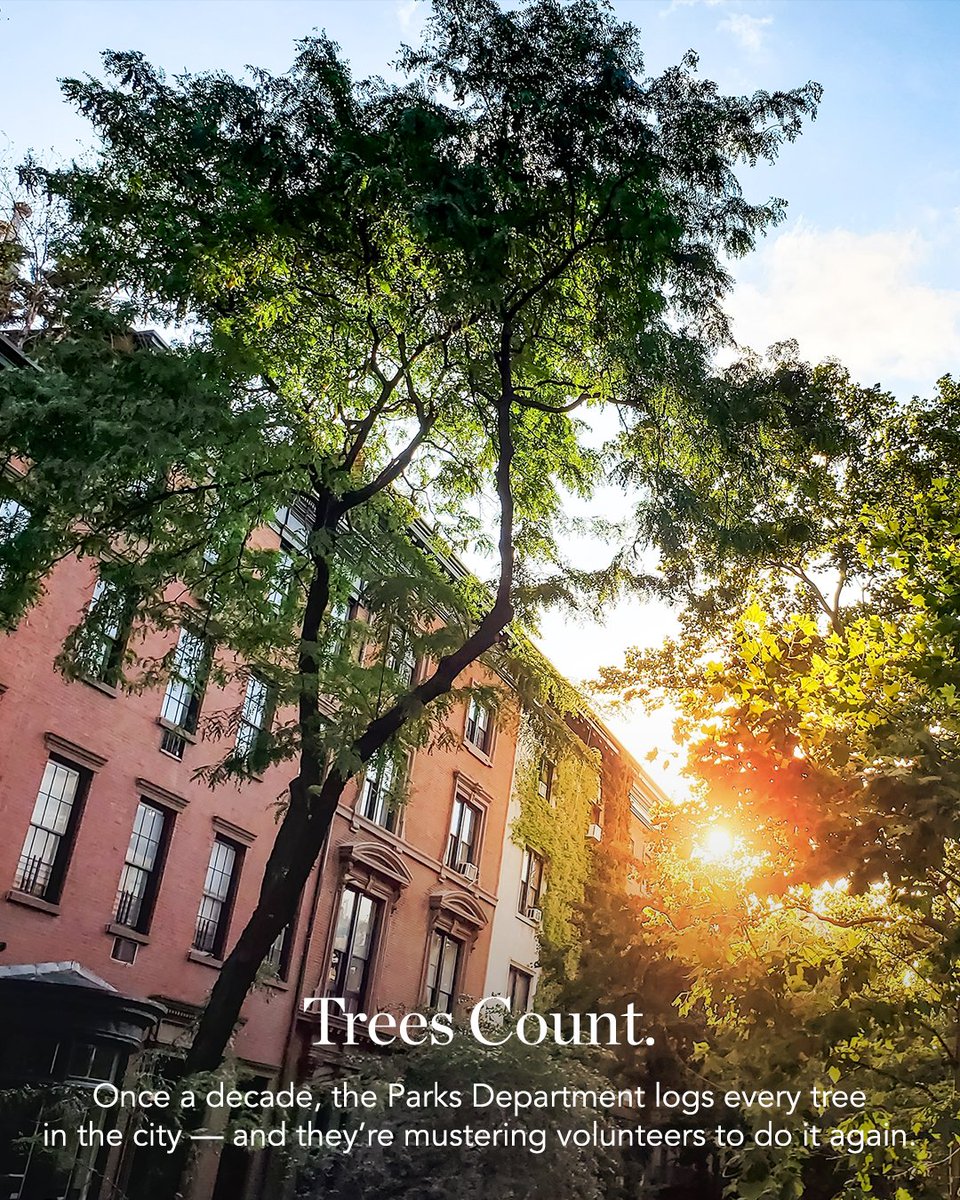 corcorangroup's tweet image. The #NYCParks department is in the midst of its fourth #Trees Count campaign, a citywide #census undertaken every 10 years since 1995 to learn and spread awareness about what’s planted across the parks and streets of #Gotham. 🌳 Read the full article: inhabit.corcoran.com/in-nyc-a-tree-… 👈