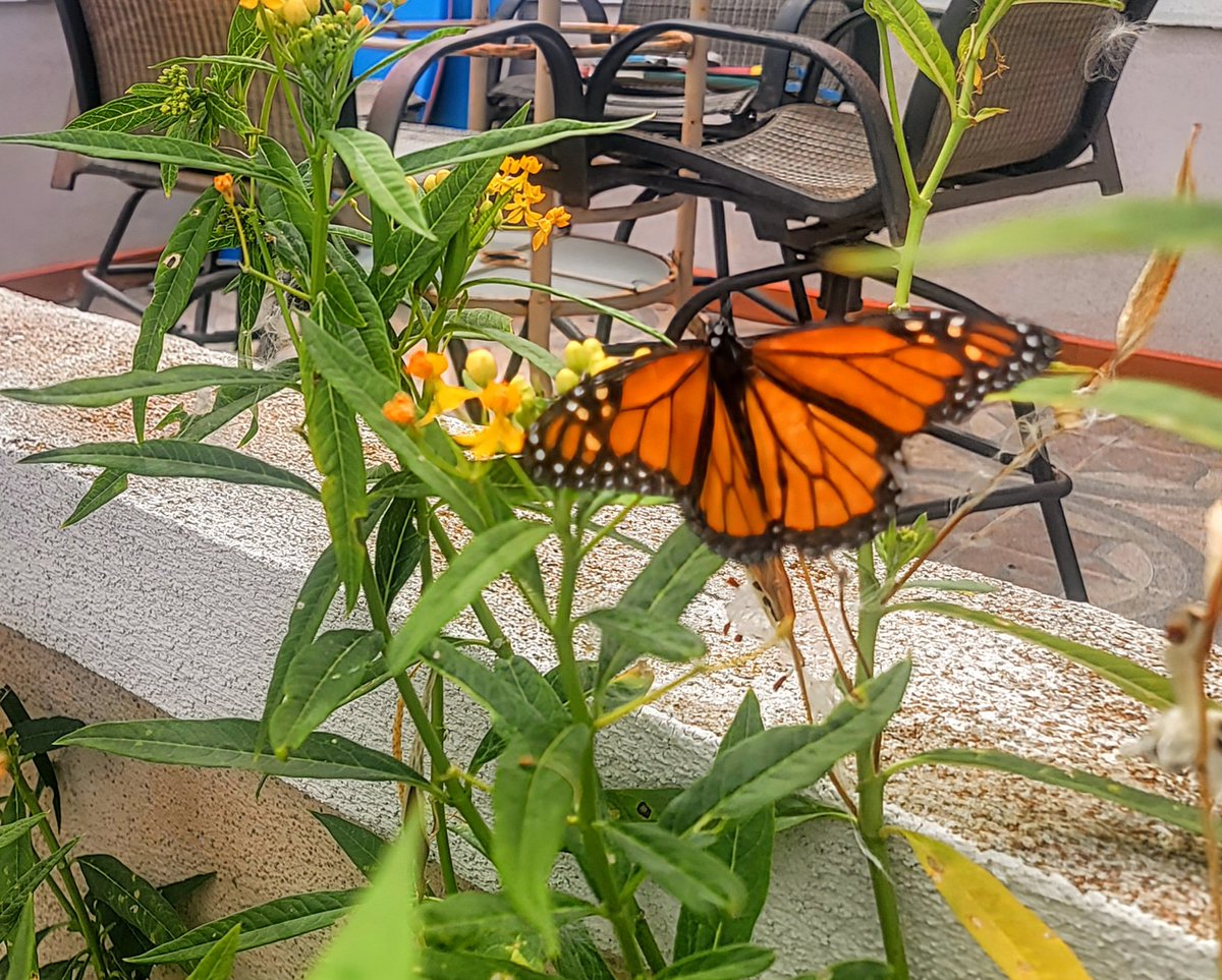 🍃🦋🍃 TY, Jesus! ❤️
Even the simplest things of nature are magnificent!