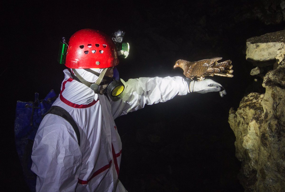classoalcala's tweet photo. De regreso 🙏. Guacharos (Steatornis caripensis), ave frugívora clave en la conservación de ecosistemas cavernícolas y bosques (Cordoba y colaboradores). Pronto en libro 📕 Biodiversidad cavernícola de Colombia. Gracias @U_ElBosque @inst_humboldt @espeleocol https://t.co/3GQKePGe41