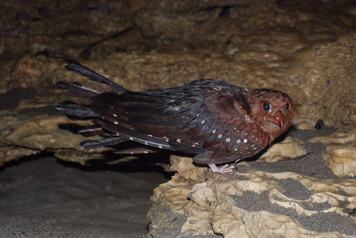 classoalcala's tweet photo. De regreso 🙏. Guacharos (Steatornis caripensis), ave frugívora clave en la conservación de ecosistemas cavernícolas y bosques (Cordoba y colaboradores). Pronto en libro 📕 Biodiversidad cavernícola de Colombia. Gracias @U_ElBosque @inst_humboldt @espeleocol https://t.co/3GQKePGe41