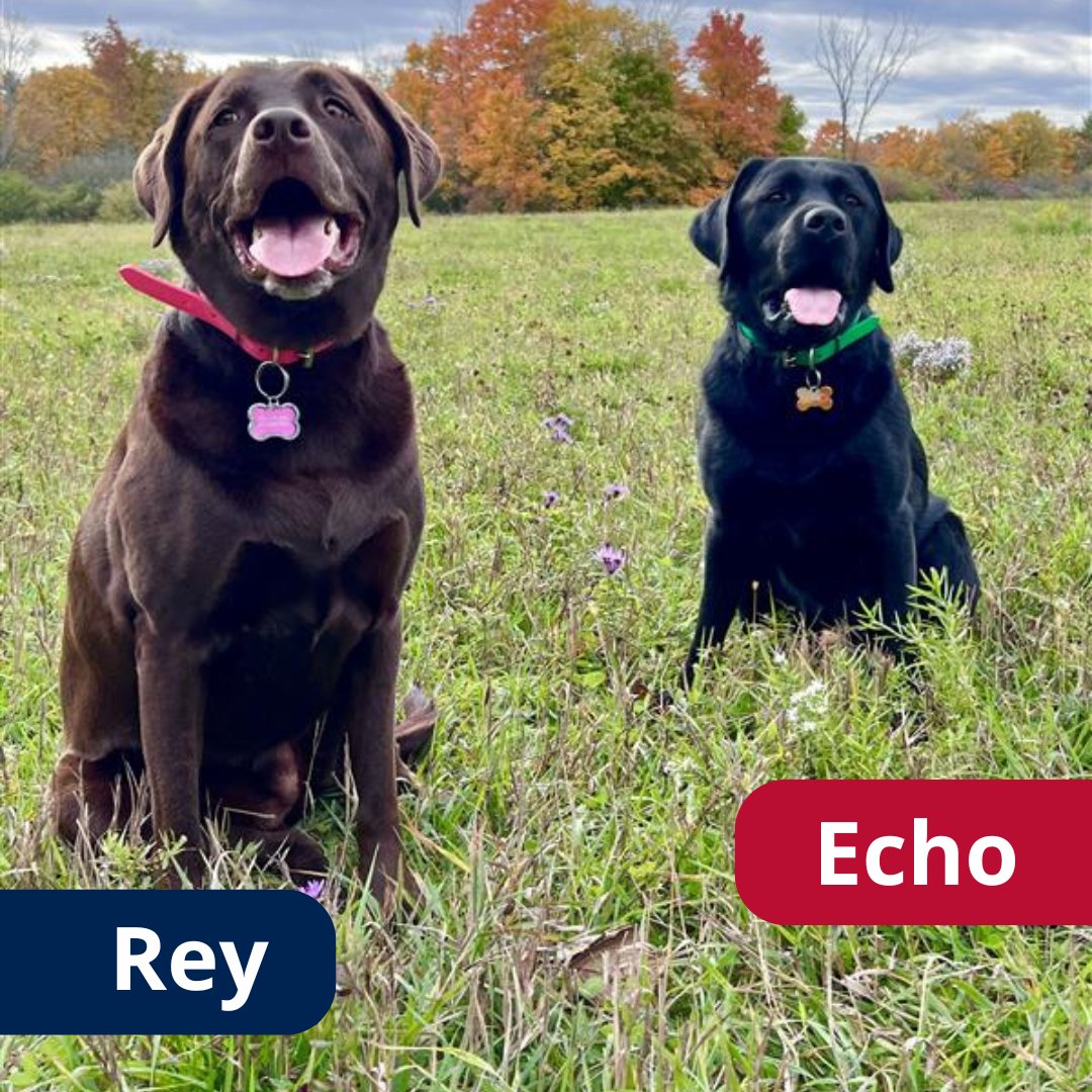 QUartsci's tweet photo. Today is Course Enrolment PAWS (Pause) Day, which means no enrolment can be done, but advising is still available. Registration will resume tomorrow, July 31. In the meantime, we are celebrating Paws Day with our favourite furry friends. Comment and tell us who is your favourite! https://t.co/pfFFEmWx9i