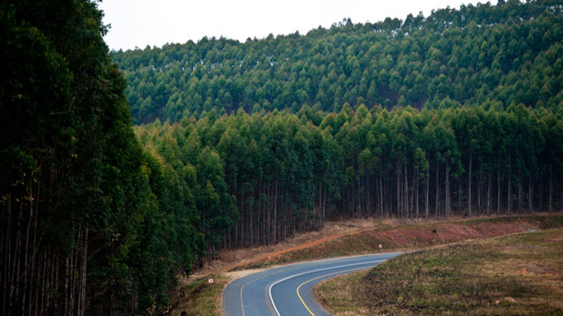 Tech_stratu5's tweet image. On World Nature Conservation Day, discover how South Africa&apos;s timber industry balances biodiversity, conservation corridors, and sustainable forestry for healthier ecosystems and thriving wildlife.   mg.co.za/thought-leader…