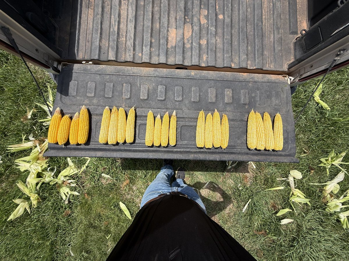 Evaluating corn trials today, little stress mitigation and fungicides in action….which one is the check?