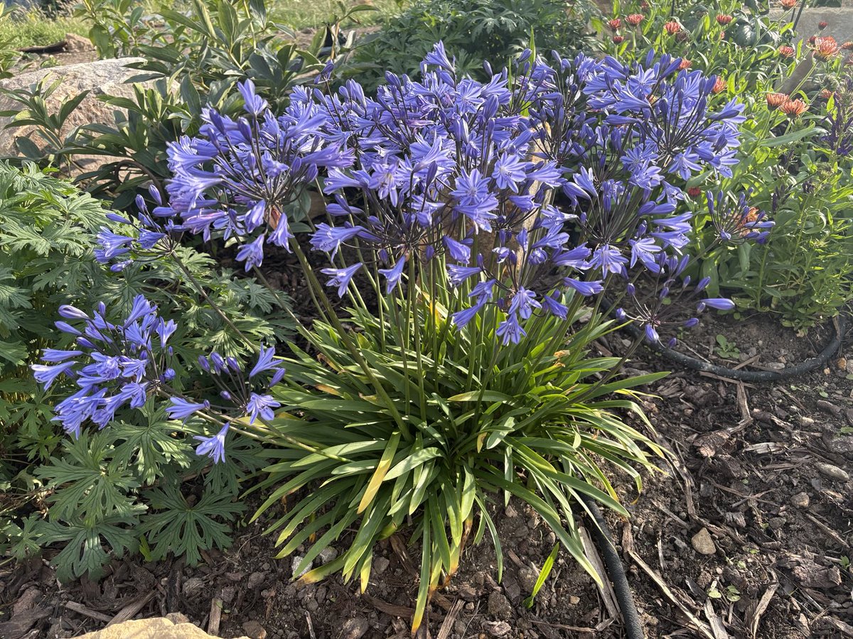 Now I don’t often post pictures of flowers but this agapanthus has given me so much joy over the last few weeks an Agapanthus. Its name is derived from Ancient Greek agape meaning love and anthos as flower…so there you go !