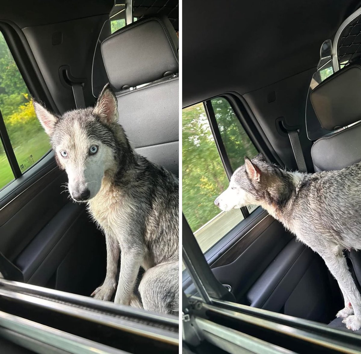 Per WCSO, FOUND DOG! 
A citizen contacted our office in regard to a dog in the roadway at Morgantown Road and I-165. Deputies located the dog and transported it to the Bowling Green/Warren County Humane Society. If this dog belongs to you, please contact the Humane Society.