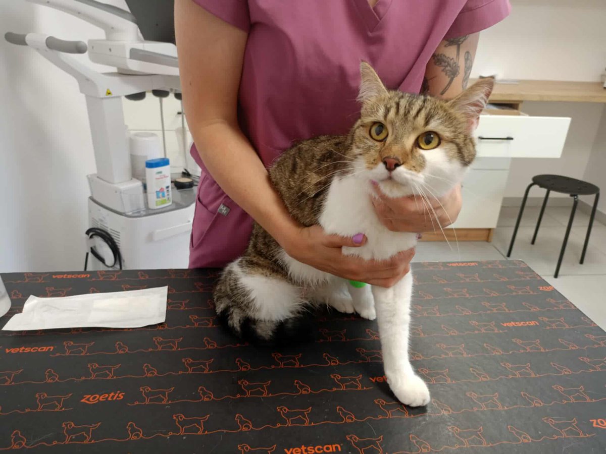 Ta zbiórka już tak długo się ciągnie....

Do końca 2 GODZINY. A Oliwka wciąż bez pomocy.

ratujemyzwierzaki.pl/oliwkaa-feline…