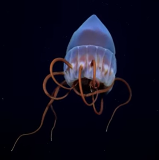 Medusa corona #Periphylla a 1208 m de profundidad en el lance 22.1 de  #MarDelPlataCanyon
