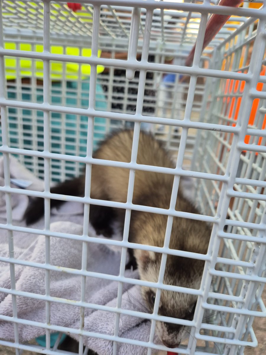 Bunzing gered van dak met hoogwerker in Vianen