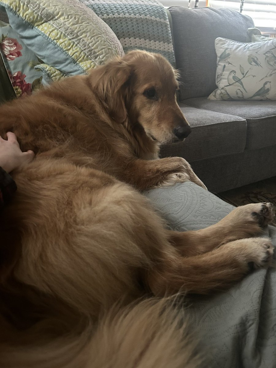 Spending cover reveal day celebrating with this very good boy 💖