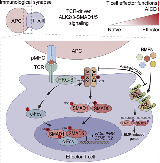 Rockefeller U. Press (@rockupress) on Twitter photo New in <a href="/JExpMed/">Journal of Experimental Medicine</a>: Shi et al. identify the type I BMP receptors ALK2 & ALK3 as critical mediators of T cell activation and activation-induced #CellDeath. The roles of ALK2/3 in these processes are interdependent & independent of their BMP ligands hubs.la/Q03zywvx0 New in <a href="/JExpMed/">Journal of Experimental Medicine</a>: Shi et al. identify the type I BMP receptors ALK2 & ALK3 as critical mediators of T cell activation and activation-induced #CellDeath. The roles of ALK2/3 in these processes are interdependent & independent of their BMP ligands hubs.la/Q03zywvx0